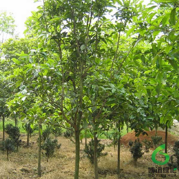 桂花栽培基地 桂花栽培基地