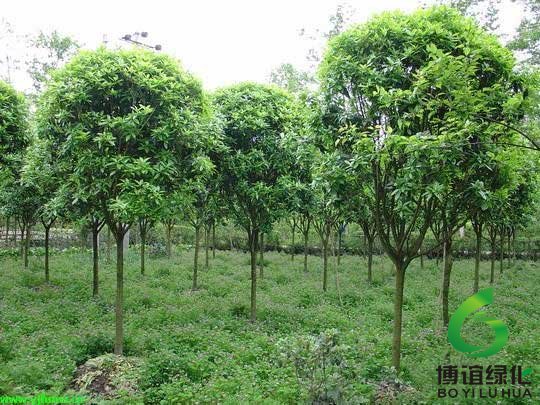 桂花栽培基地 桂花栽培基地