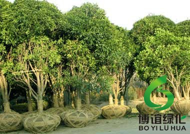 包裝好等待運輸的桂花樹 包裝好等待運輸的桂花樹