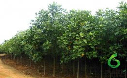 Rľ,ʩRľ,ʩRľ,ʩRľr