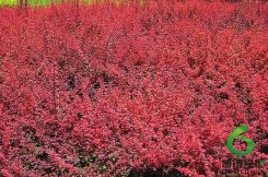 t~С,ʩt~С,՗t~Сޘr