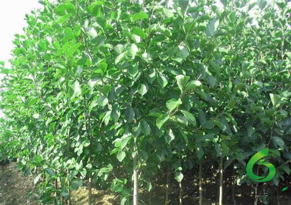 白玉蘭樹 白玉蘭樹