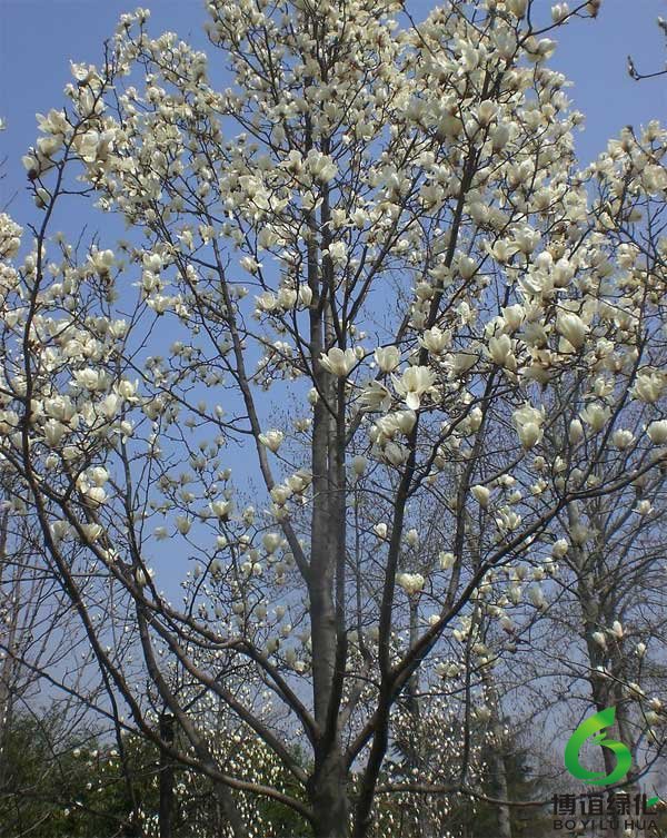 白玉蘭大樹 白玉蘭大樹