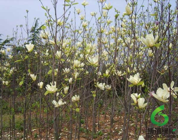 春季初放白玉蘭花 春季出放白玉蘭花