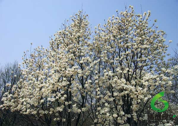 白玉蘭花 景色迷人 白玉蘭花 景色迷人
